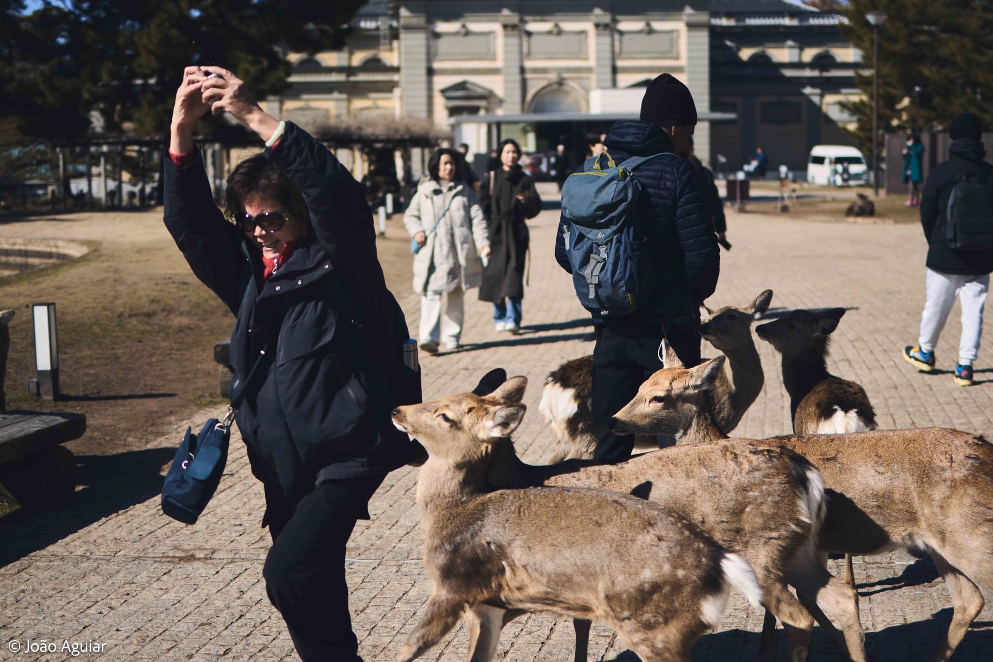 Uma mulher de meia idade segura biscoitos com o braço erguido sobre a cabeça, tentando fugir enquanto três veados a perseguem em busca de comida.