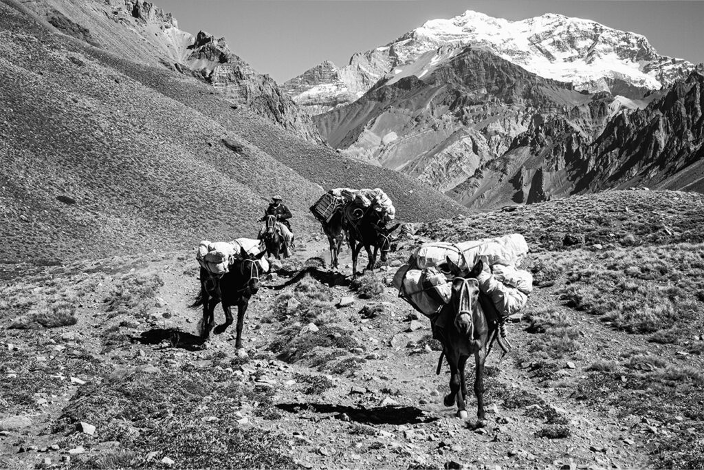 Foto monocromática de três mulas carregando cargas em suas costas sendo guiadas por uma pessoa em um cavalo em meio a uma trilha aberta no caminho para a montanha Aconcágua. Ao fundo é possível ver picos nevados. 