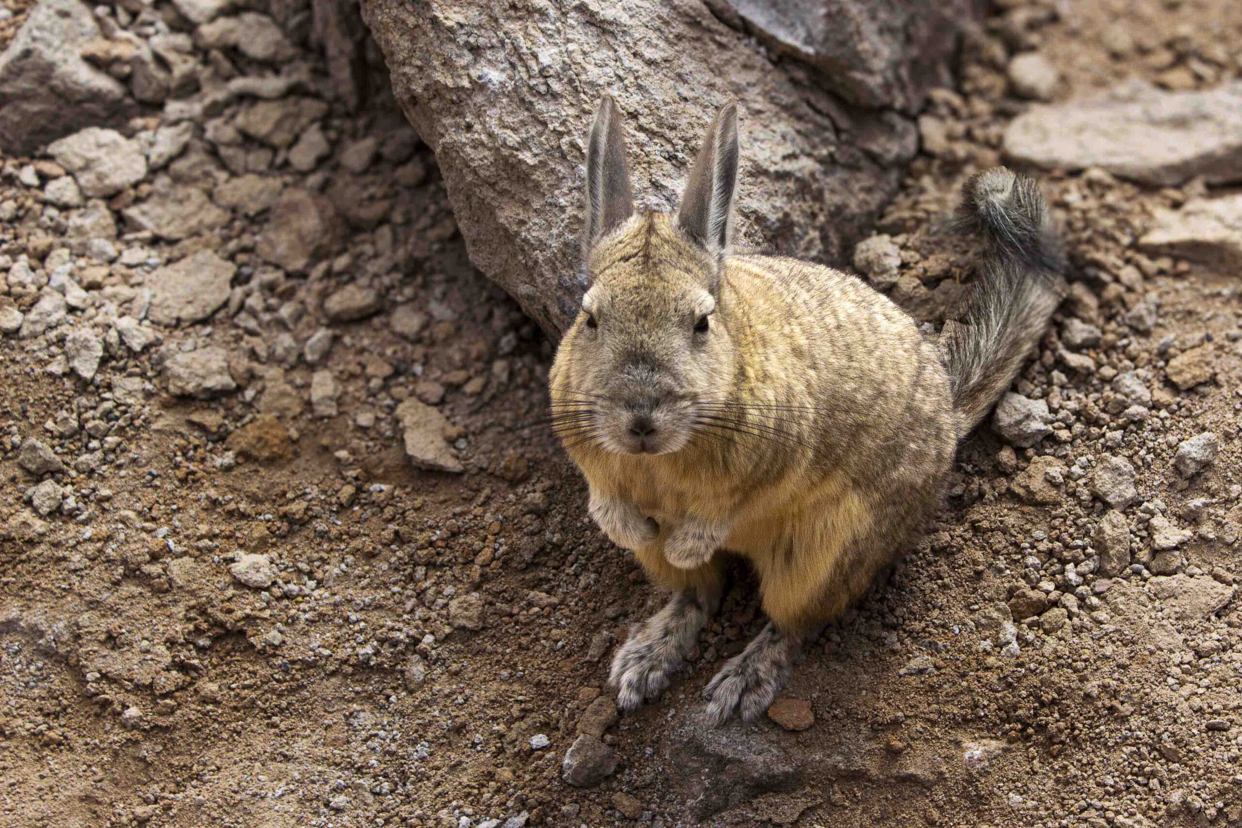 Imagem de uma viscacha, um animal parecido com um coelho.